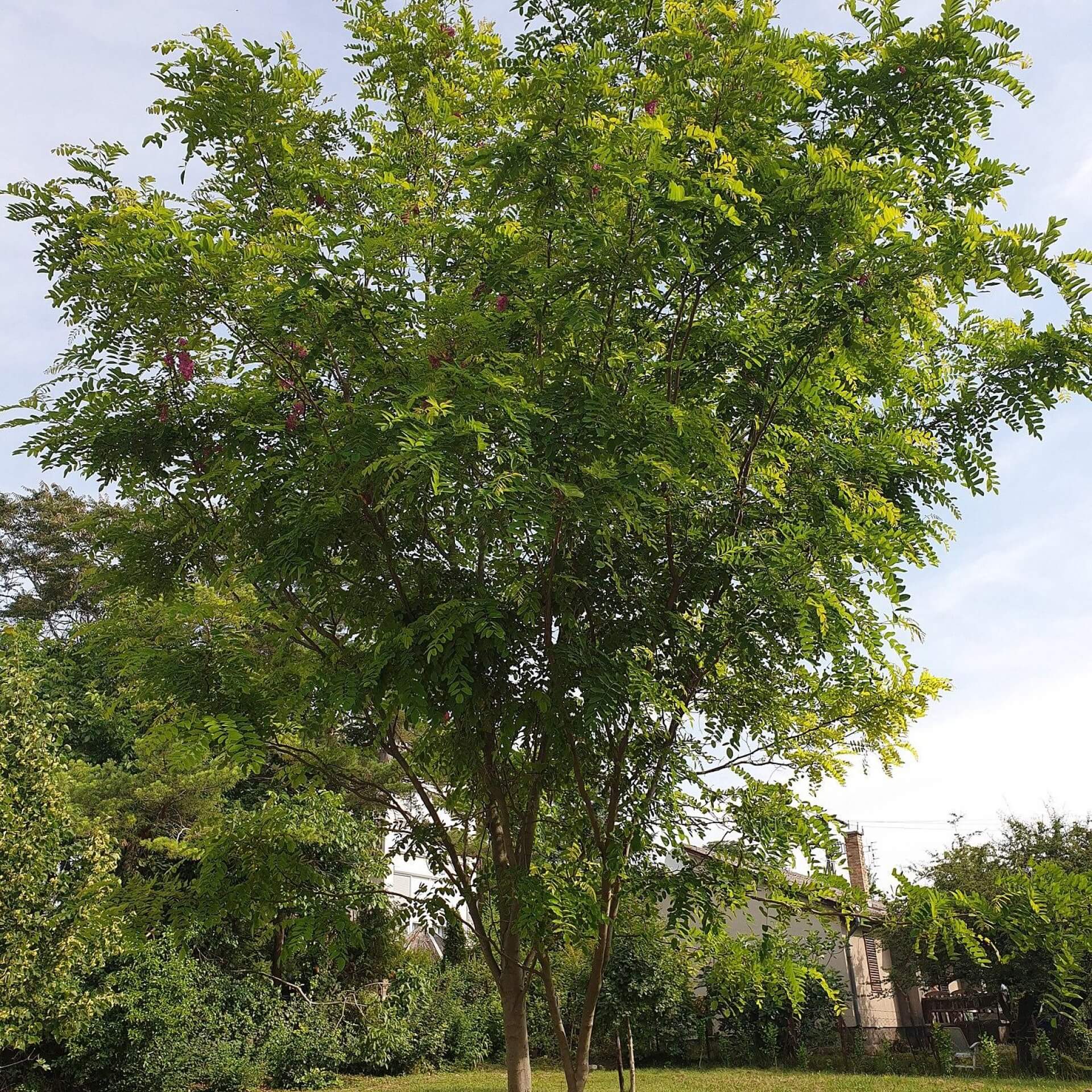 Borstige Robinie (Robinia hispida)