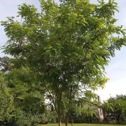 Foto von Borstige Robinie (Robinia hispida)