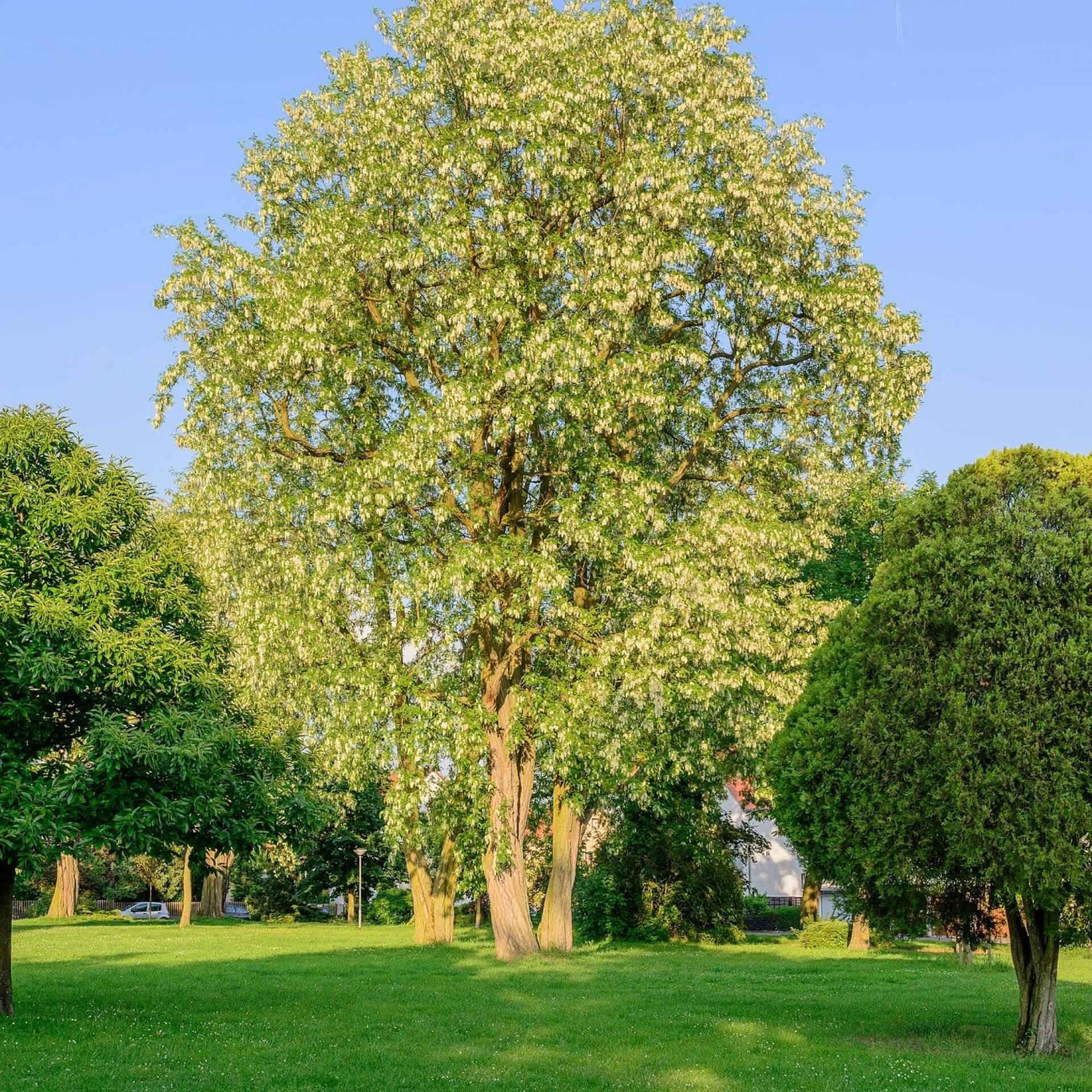 Gewöhnliche Robinie (Robinia pseudoacacia)