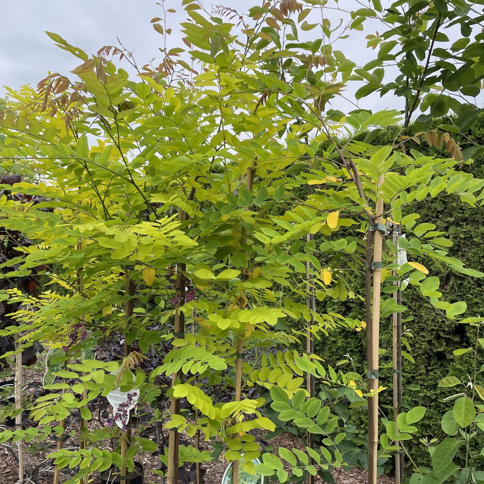 Gold-Akazie 'Frisia' (Robinia pseudoacacia 'Frisia')