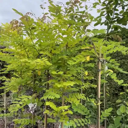 Foto von Gold-Akazie 'Frisia' (Robinia pseudoacacia 'Frisia')