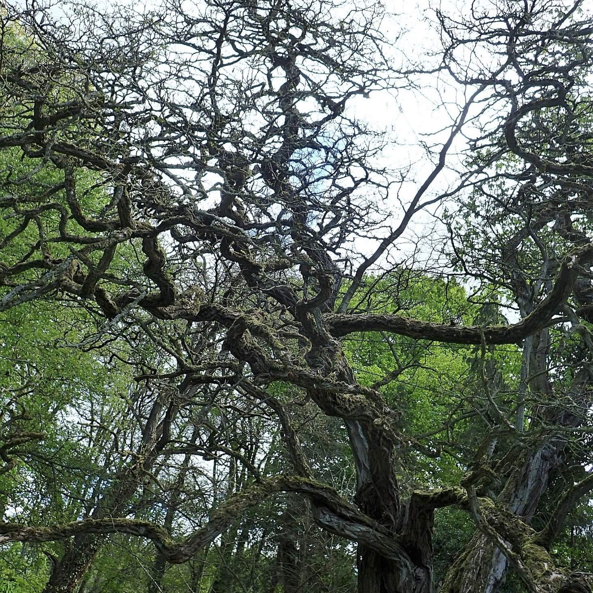 Korkenzieher-Akazie 'Tortuosa' (Robinia pseudoacacia 'Tortuosa')