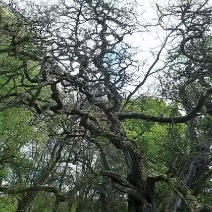Foto von Korkenzieher-Akazie 'Tortuosa' (Robinia pseudoacacia 'Tortuosa')