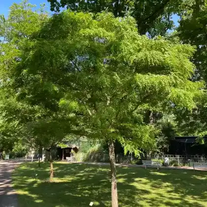 Foto von Kugel-Robinie (Robinia pseudoacacia 'Umbraculifera')
