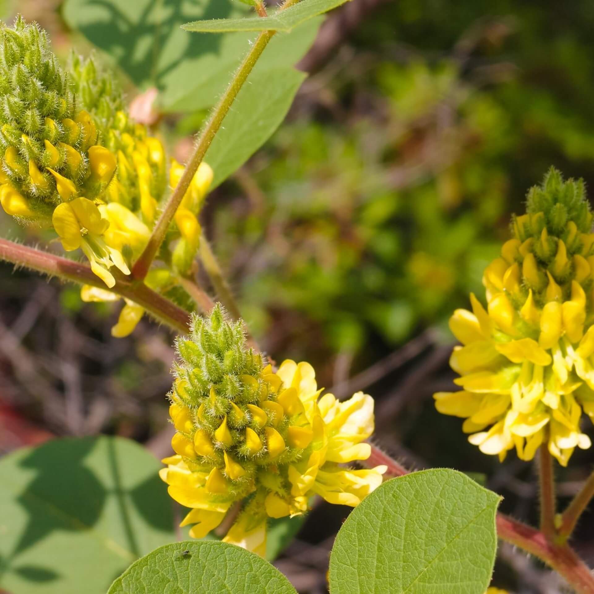 Silberginster (Argyrocytisus battandieri)