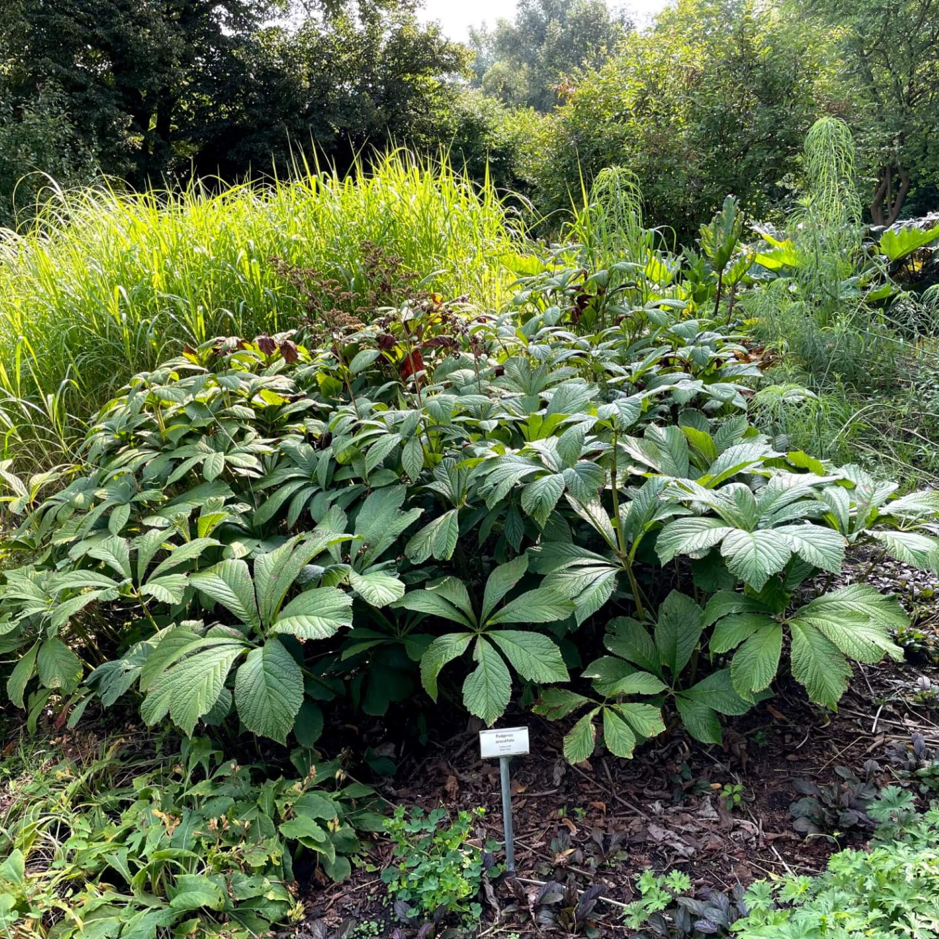 Kastanienblättriges Schaublatt (Rodgersia aesculifolia)