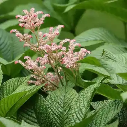 Foto von Hinris-Schaublatt (Rodgersia henrici)
