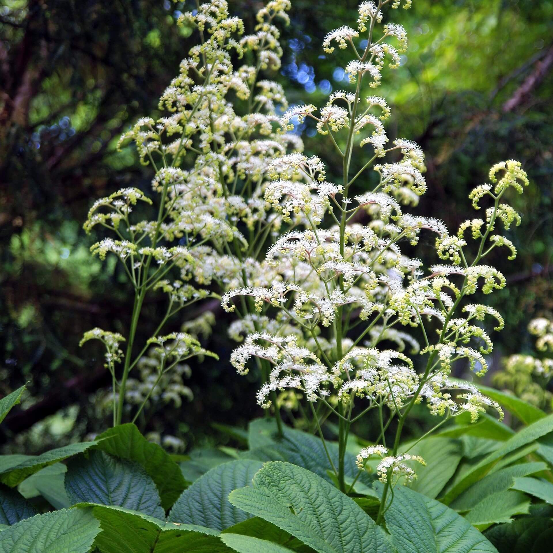 Fiederblättriges Schaublatt (Rodgersia pinnata)