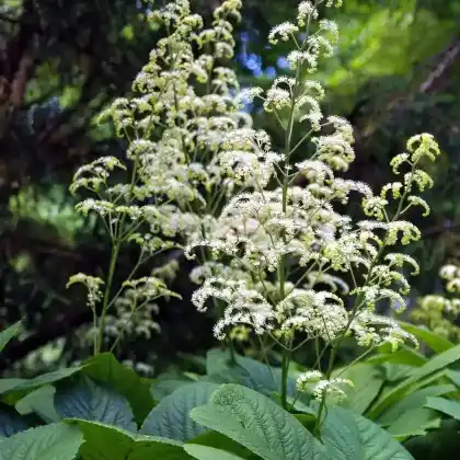 Foto von Fiederblättriges Schaublatt (Rodgersia pinnata)