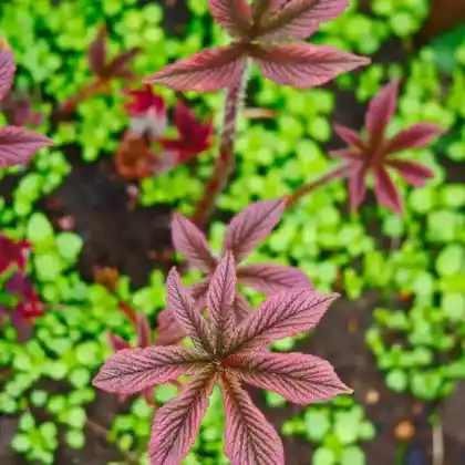 Foto von Fiederblättriges Schaublatt 'Chocolate Wings' (Rodgersia pinnata 'Chocolate Wings')