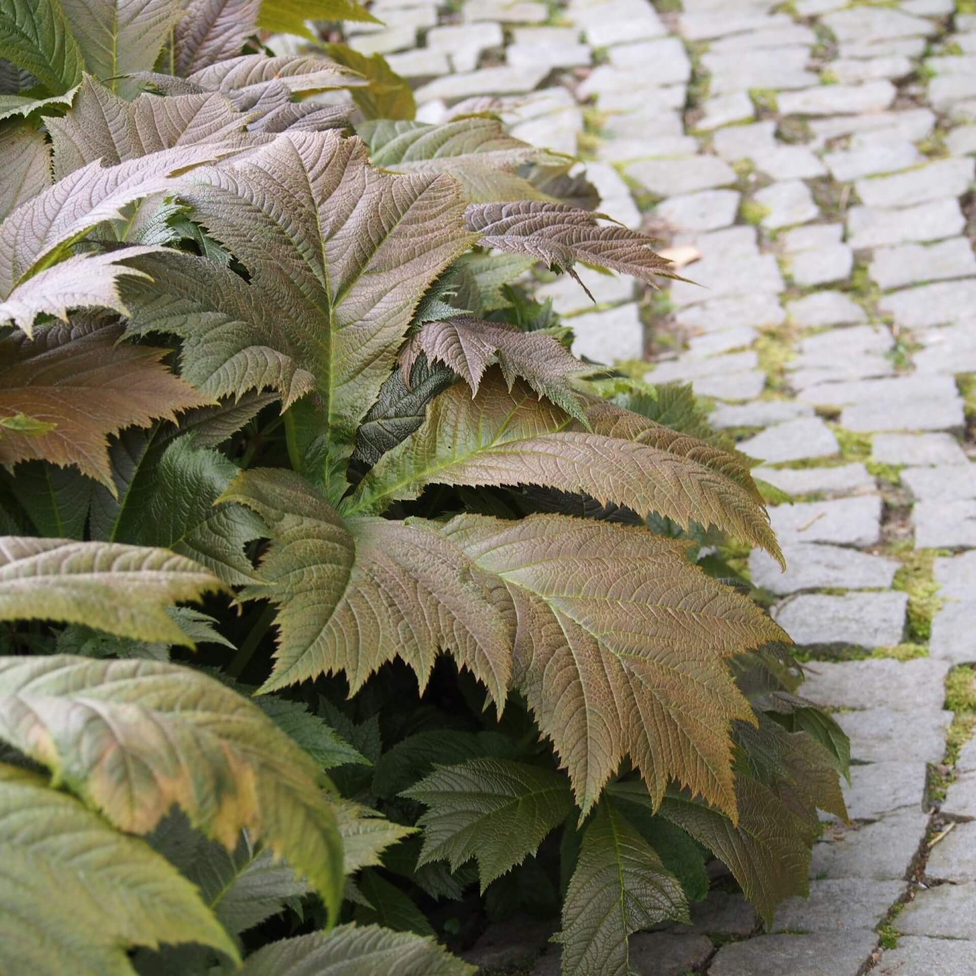 Gestieltblättriges Schaublatt (Rodgersia podophylla)