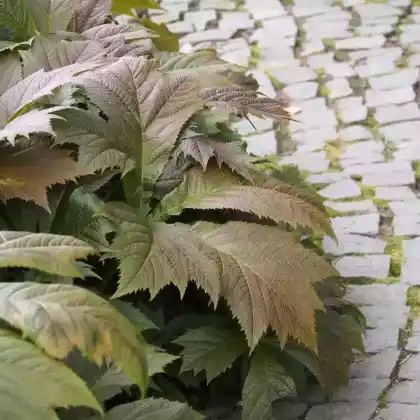 Foto von Gestieltblättriges Schaublatt (Rodgersia podophylla)