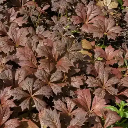 Foto von Gestieltblättriges Schaublatt 'Rotlaub' (Rodgersia podophylla 'Rotlaub')