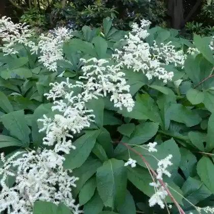 Foto von Purdoms Schaublatt (Rodgersia purdomii)