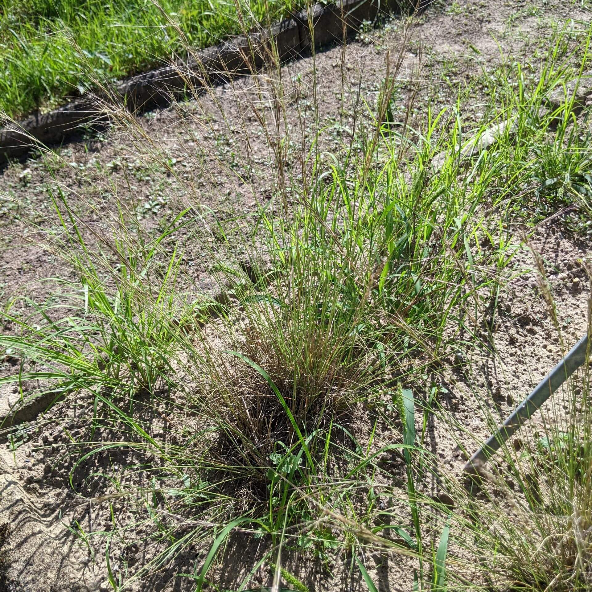 Purpur-Dreigrannengras (Aristida purpurea)
