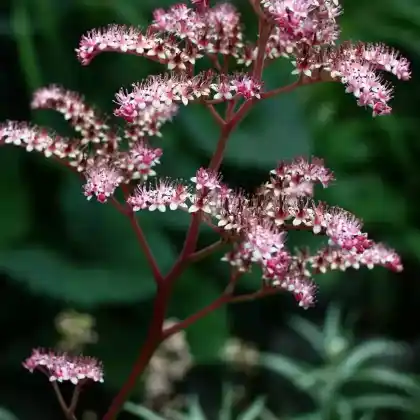 Foto von Holunderblättriges Schaublatt (Rodgersia sambucifolia)