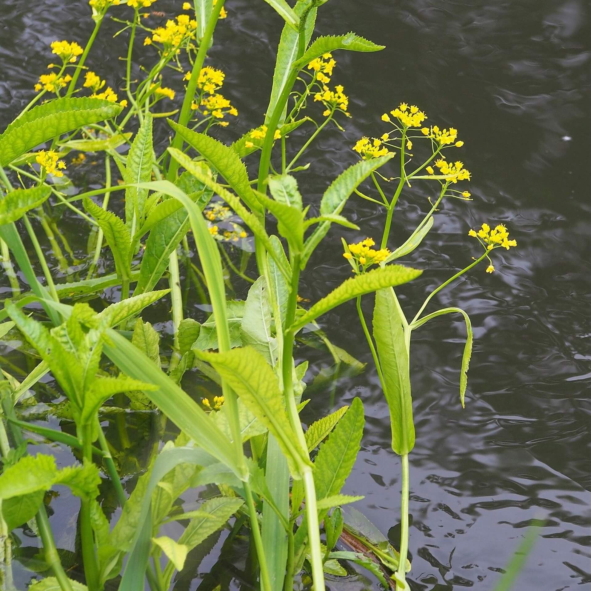 Wasser-Sumpfkresse (Rorippa amphibia)