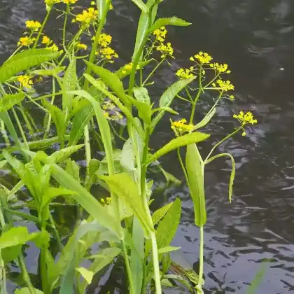 Foto von Wasser-Sumpfkresse (Rorippa amphibia)