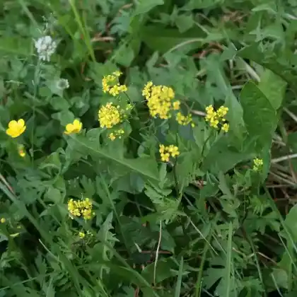 Foto von Wilde Sumpfkresse (Rorippa sylvestris)