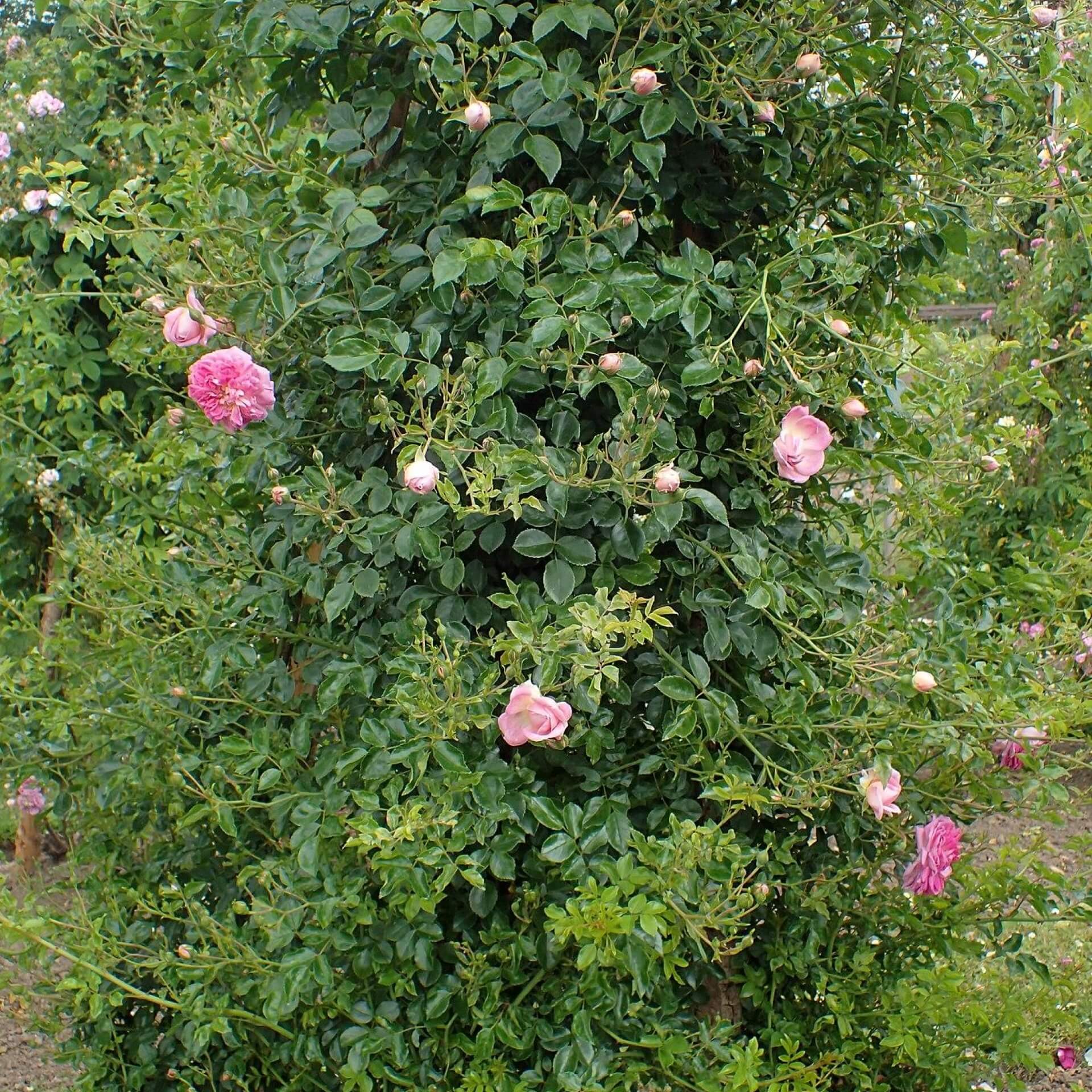 Ramblerrose 'Alexandre Girault' (Rosa 'Alexandre Girault')