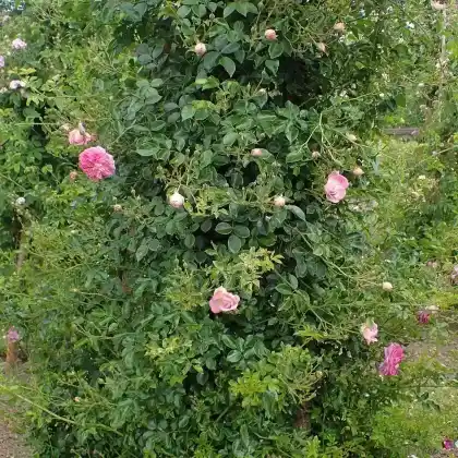 Foto von Ramblerrose 'Alexandre Girault' (Rosa 'Alexandre Girault')