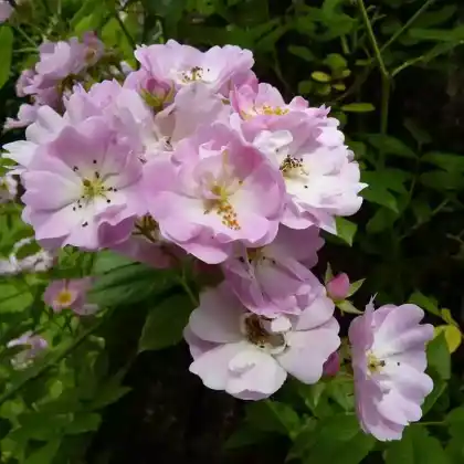 Foto von Ramblerrose 'Apple Blossom' (Rosa 'Apple Blossom')