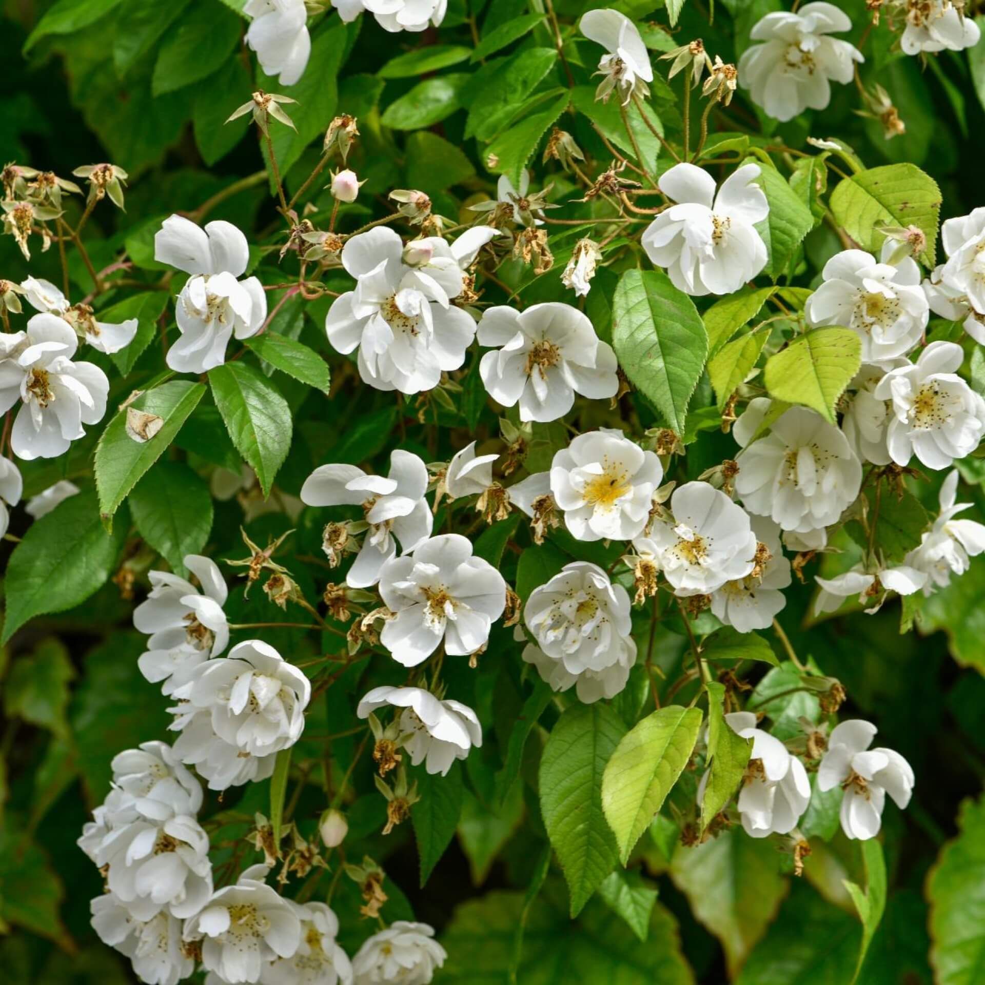 Ramblerrose 'Bobby James' (Rosa 'Bobby James')