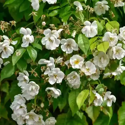 Foto von Ramblerrose 'Bobby James' (Rosa 'Bobby James')