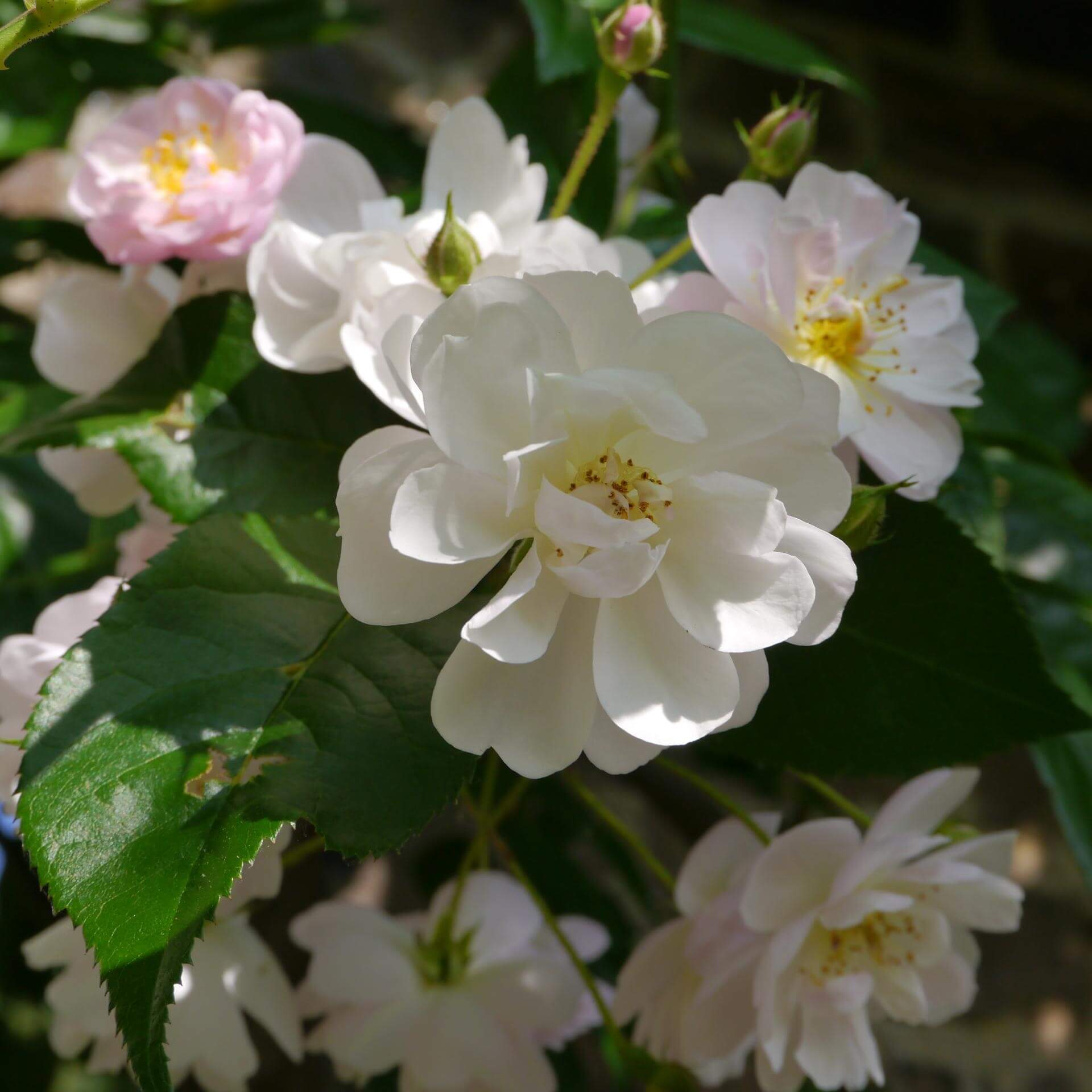 Ramblerrose 'Brenda Colvin' (Rosa 'Brenda Colvin')