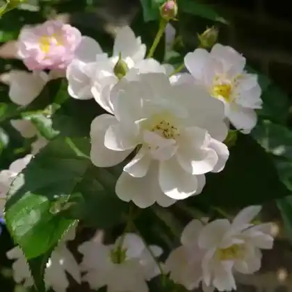 Foto von Ramblerrose 'Brenda Colvin' (Rosa 'Brenda Colvin')