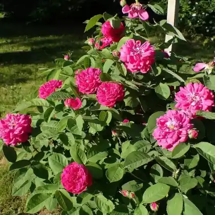 Foto von Strauchrose 'Rose de Resht' (Rosa 'de Resht')