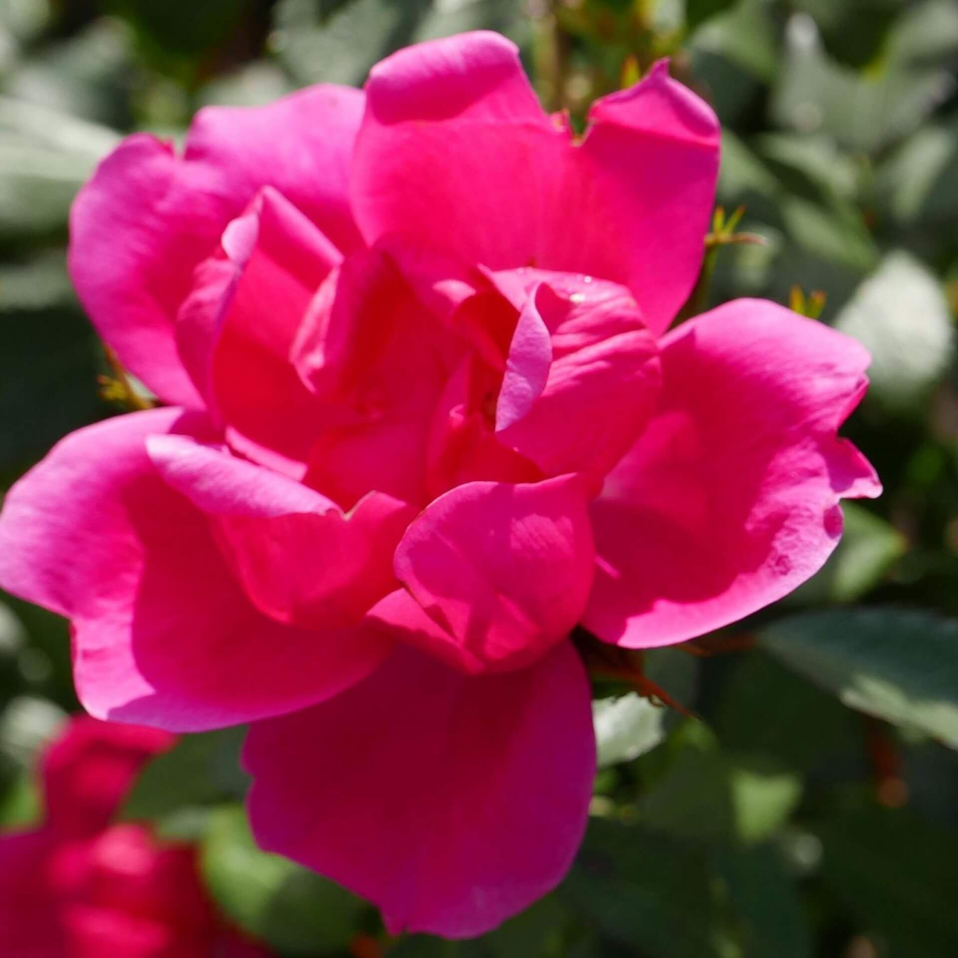 Beetrose 'Gartenfreund' (Rosa 'Gartenfreund')