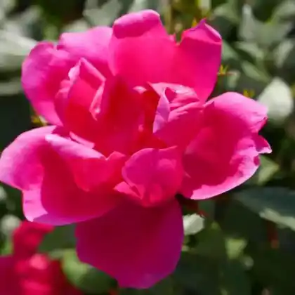Foto von Beetrose 'Gartenfreund' (Rosa 'Gartenfreund')