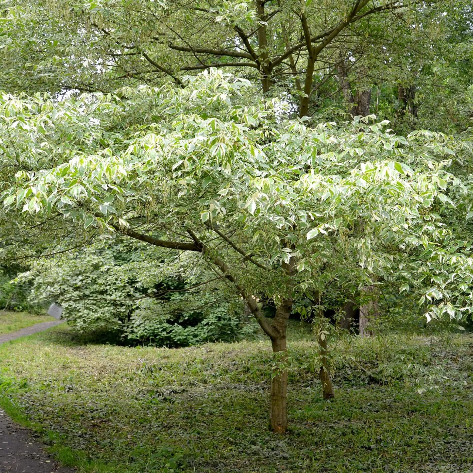 Eschen-Ahorn (Acer negundo)