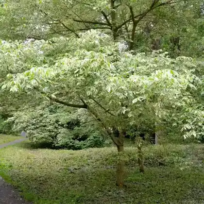 Foto von Eschen-Ahorn (Acer negundo)