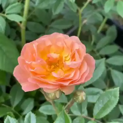 Foto von Strauchrose 'Ghislaine de Feligonde' (Rosa 'Ghislaine de Feligonde')