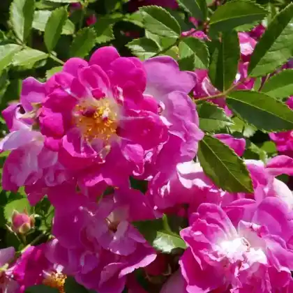 Foto von Ramblerrose 'Hermann Schmidt' (Rosa 'Hermann Schmidt')