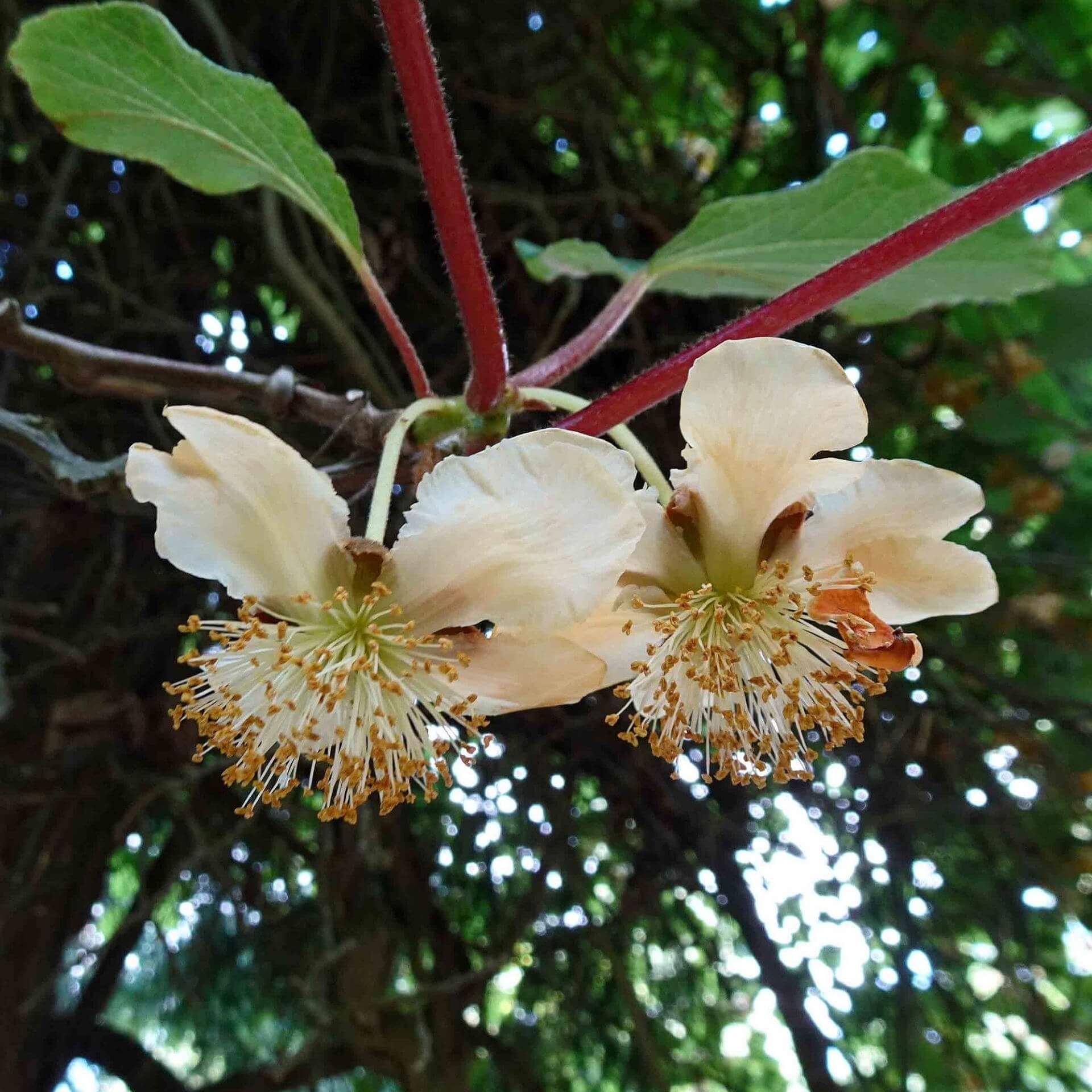 Ramblerrose 'Filipes Kiftsgate' (Rosa 'Filipes Kiftsgate')