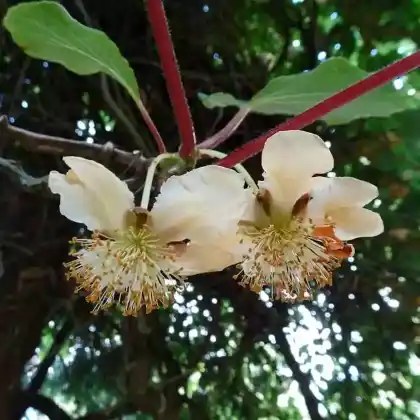 Foto von Ramblerrose 'Filipes Kiftsgate' (Rosa 'Filipes Kiftsgate')