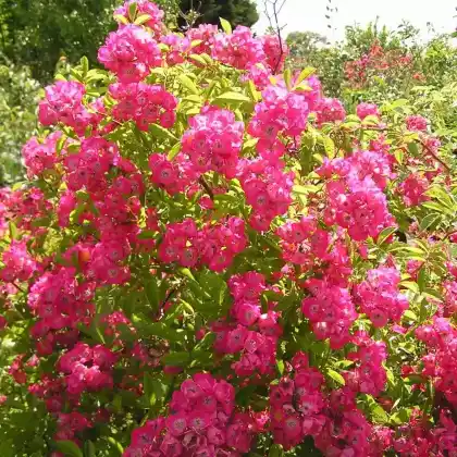 Foto von Ramblerrose 'Maria Lisa' (Rosa 'Maria Lisa')