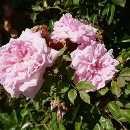 Foto von Ramblerrose 'Paul Noel' (Rosa 'Paul Noel')