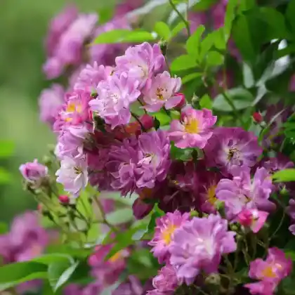 Foto von Ramblerrose 'Veilchenblau' (Rosa 'Veilchenblau')