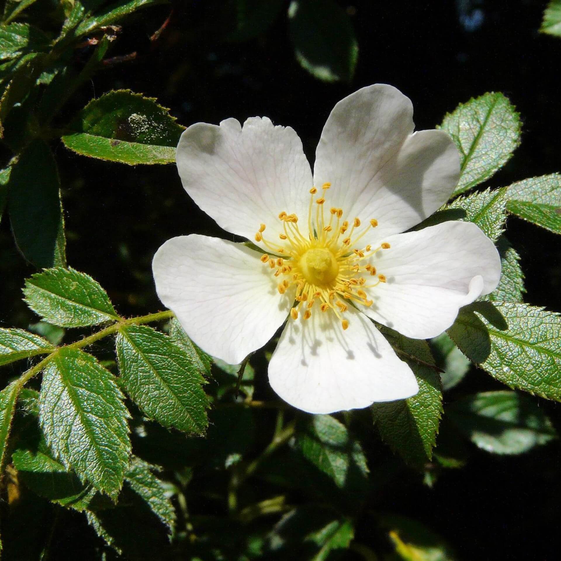 Ackerrose (Rosa agrestis)