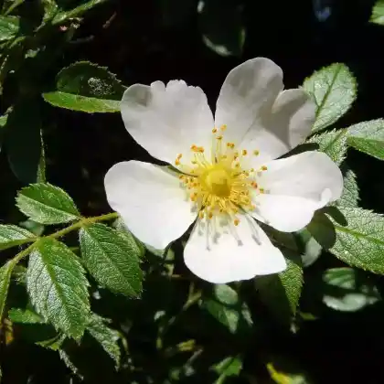 Foto von Ackerrose (Rosa agrestis)