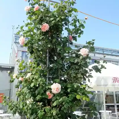 Foto von Rose 'Celeste' (Rosa 'Celeste')