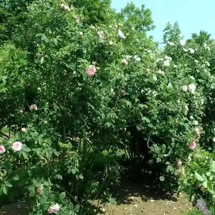 Foto von Rose 'Königin von Dänemark' (Rosa 'Königin von Dänemark')