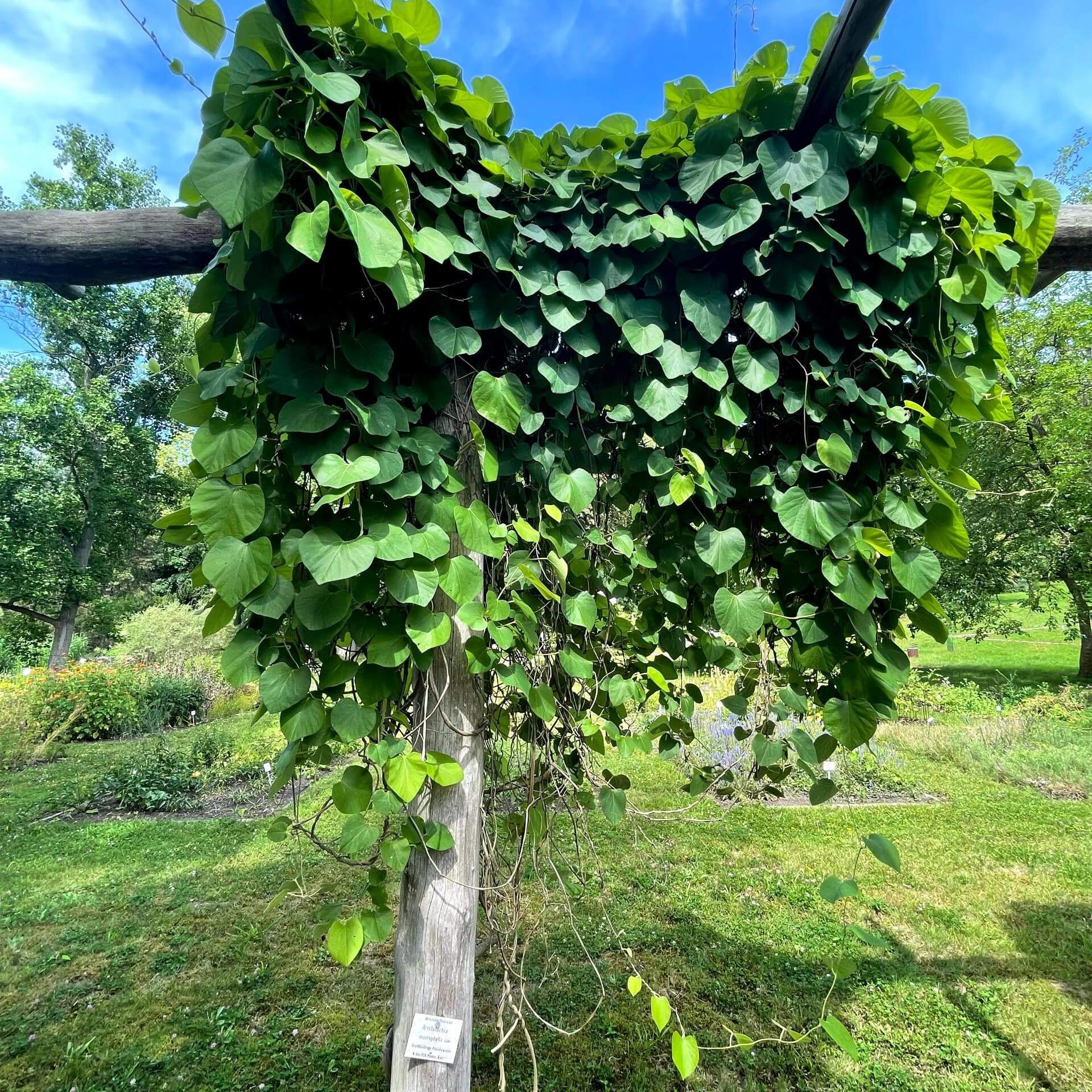 Pfeifenwinde (Aristolochia macrophylla)