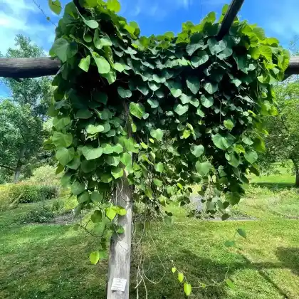 Foto von Pfeifenwinde (Aristolochia macrophylla)