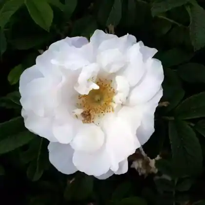 Foto von Parkrose 'Semiplena' (Rosa alba Semiplena)