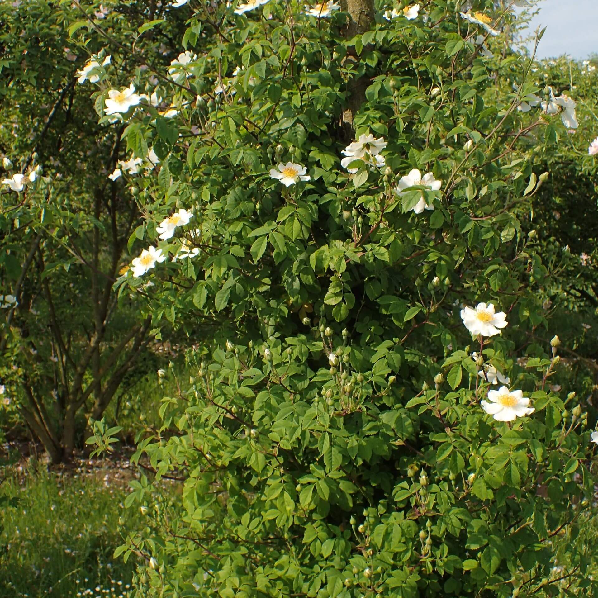 Feldrose (Rosa arvensis)